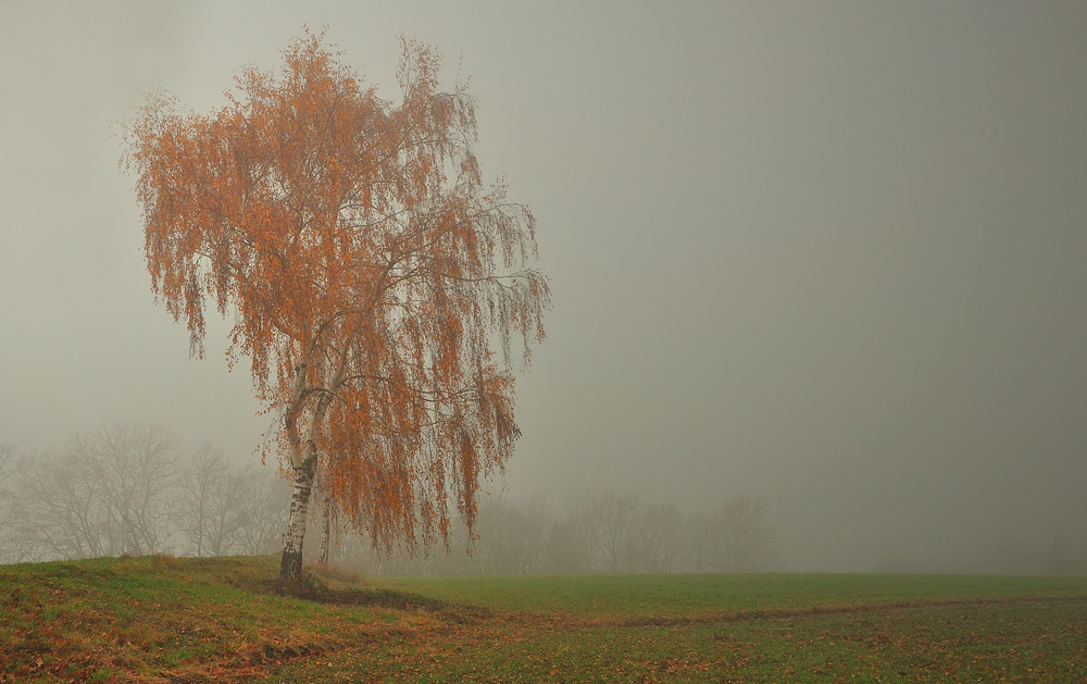 Birke im Nebel