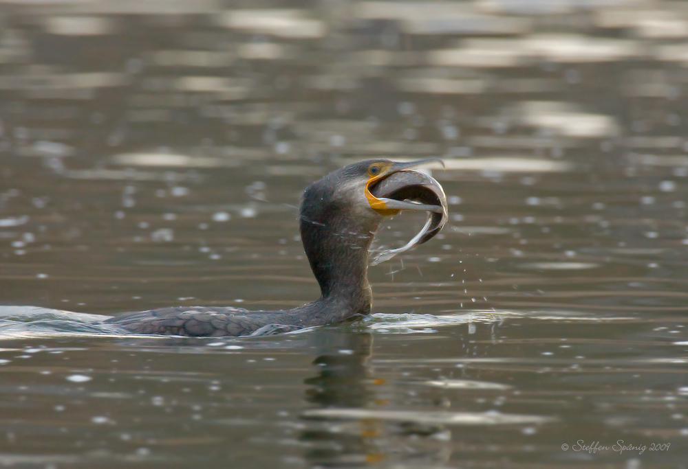 Kormoran (Phalacrocorax carbo)