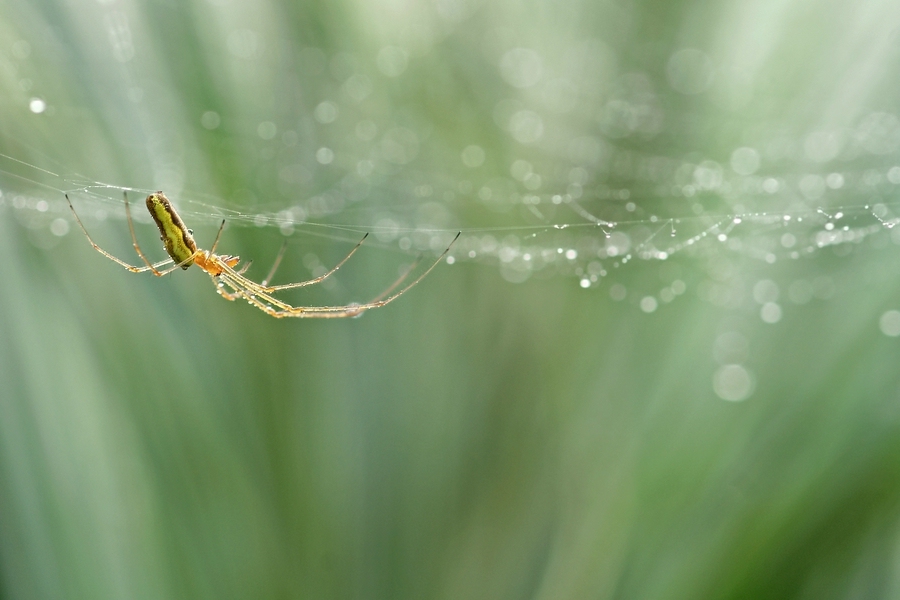 Streckerspinne im Morgenlicht