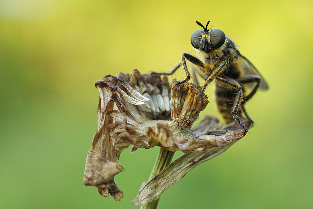 Robber Fly