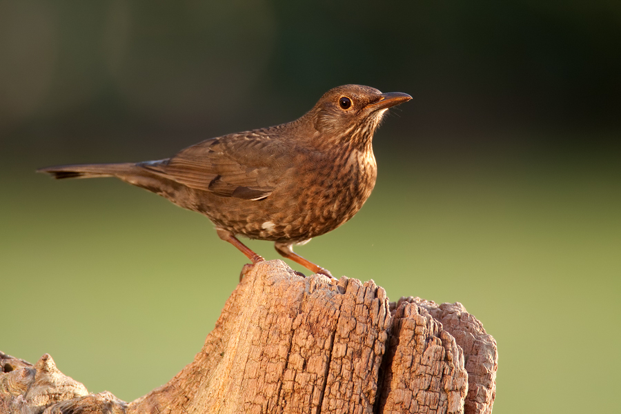 Amseldame (Turdus merula) im herbstlichen Nachmittagslicht