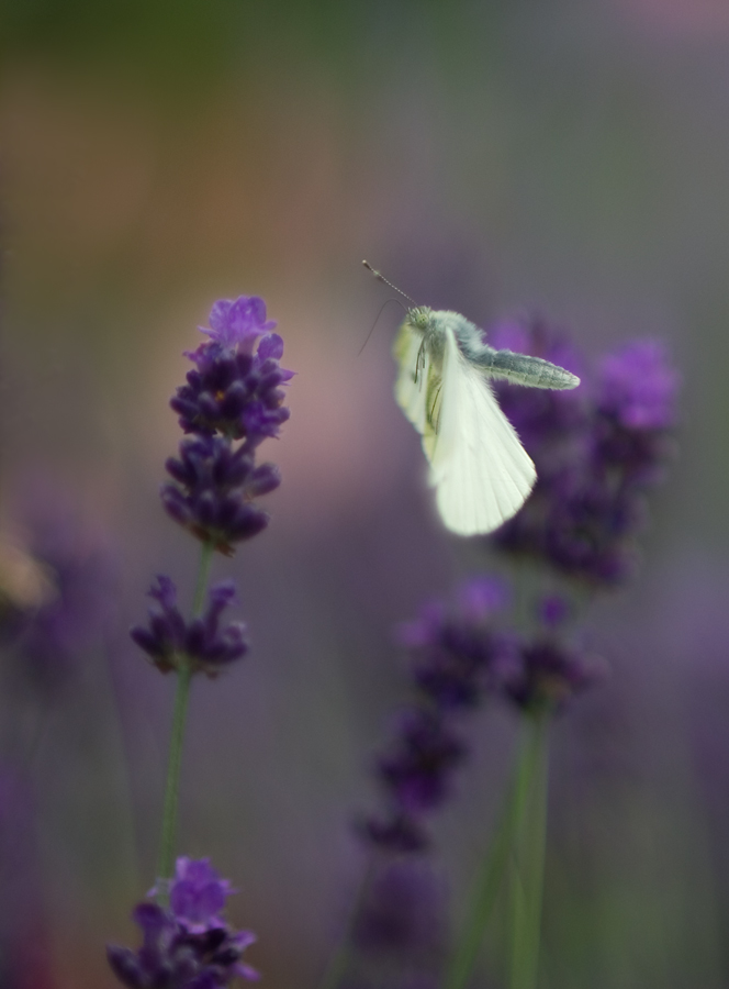 Weissling im Flug