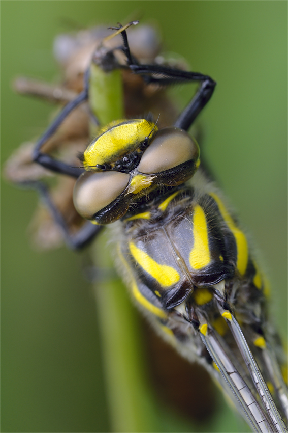 Quelljungferdetail