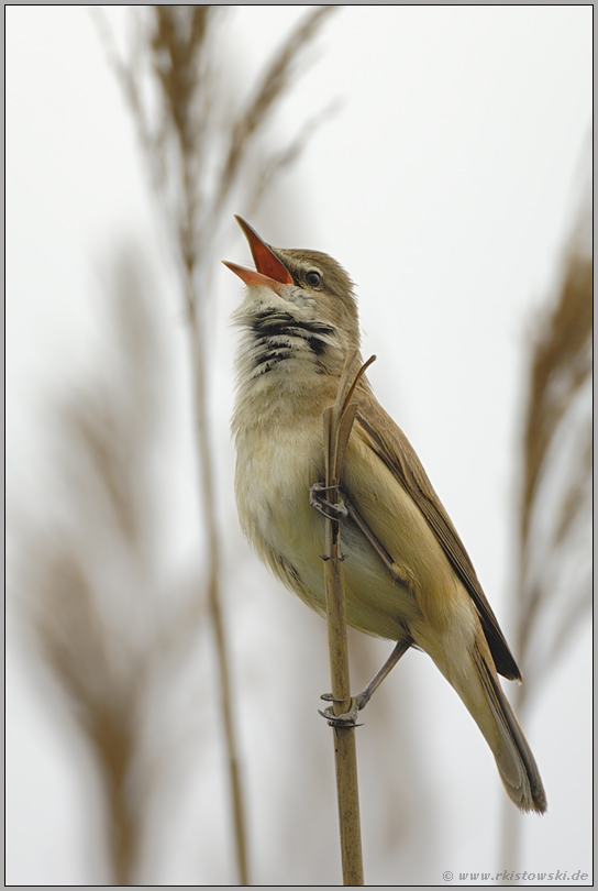 hier, in meinem Revier... Drosselrohrsänger *Acrocephalus arundinaceus*