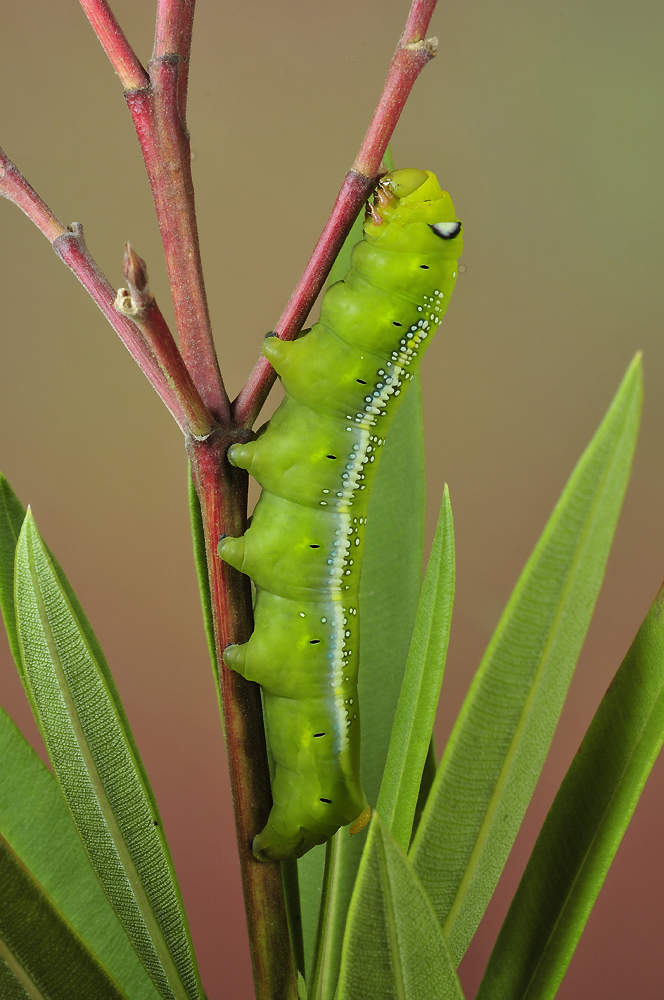 Oleanderschwärmer Raupe