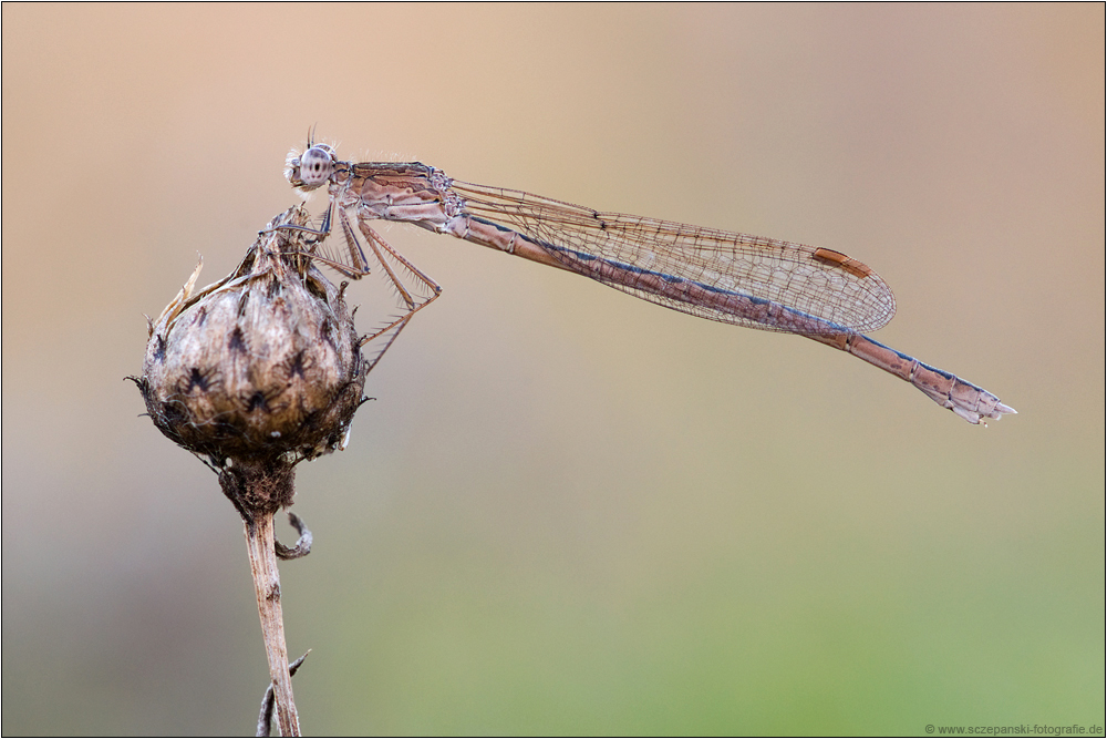 Sibirische Winterlibelle (Sympecma paedisca)