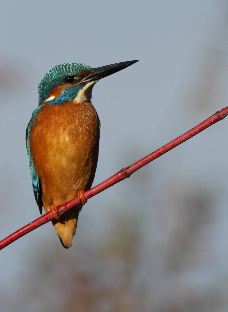 Eisvogel in der Nachmittagssonne