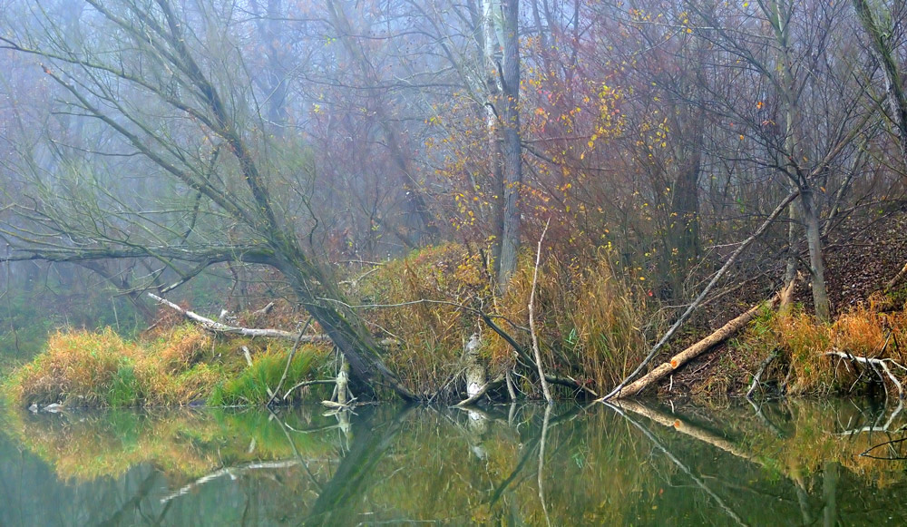 Biberland bei Nebel