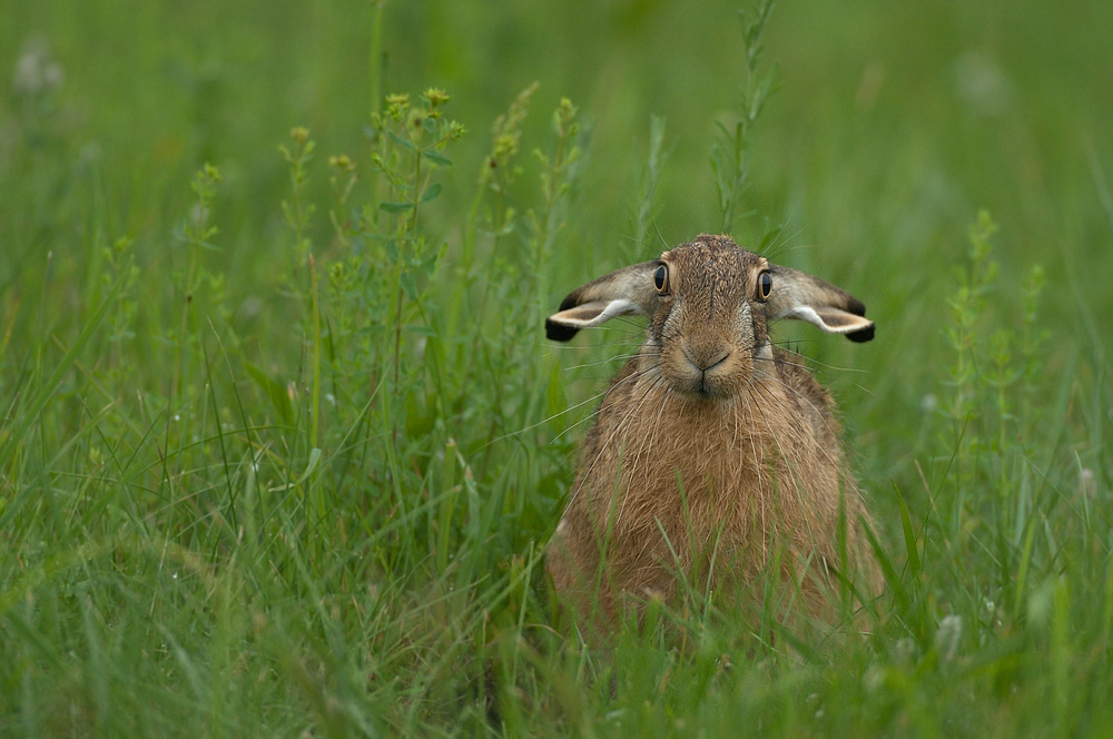 Der, das Hasen- Schaf!