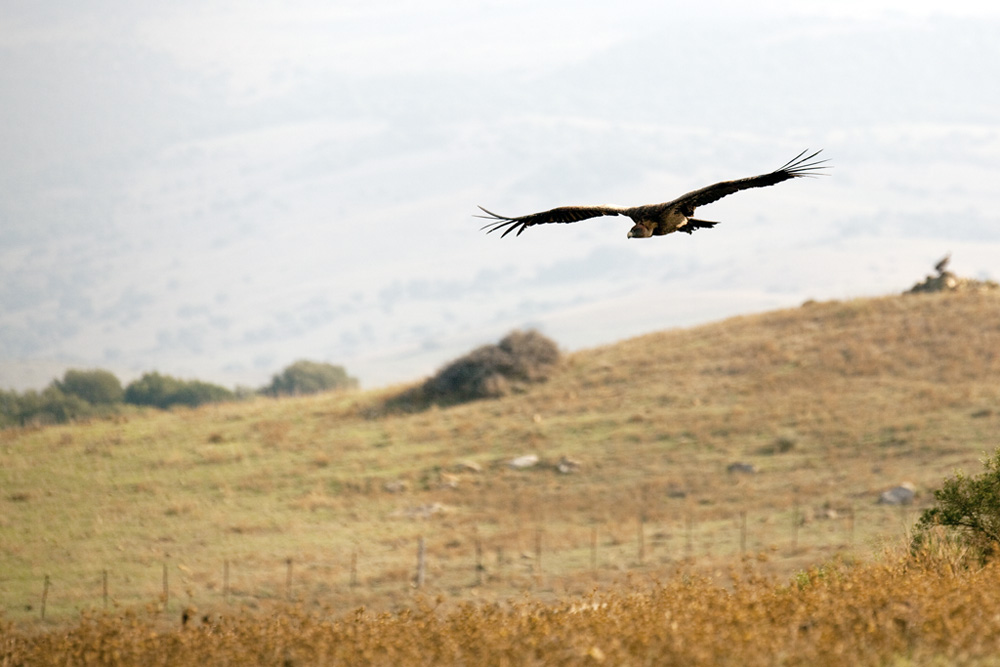 Geier im Flug