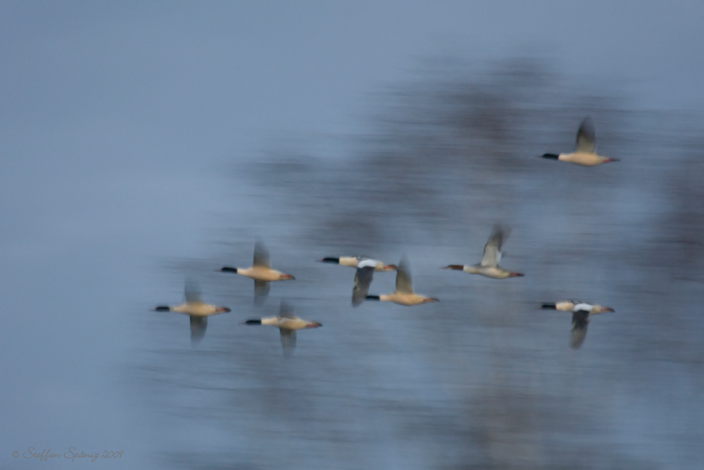 "Ziehende Gänsesäger"