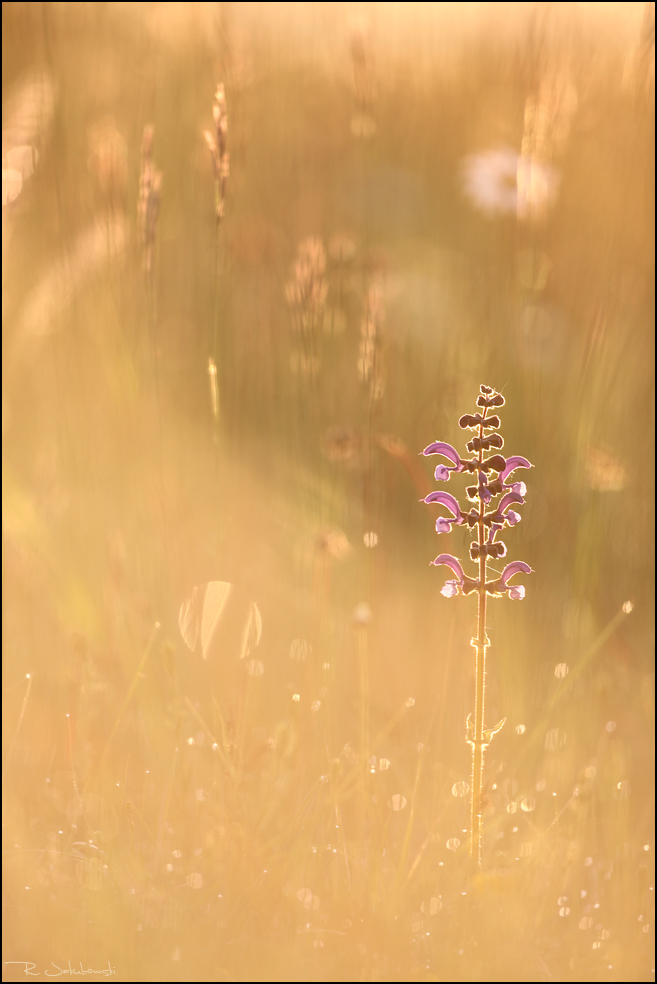 Meine Lieblingsblume