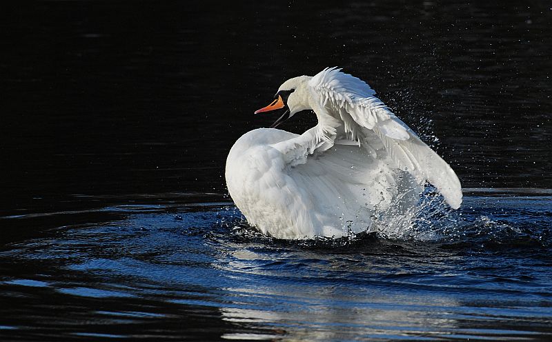 Lohengrin