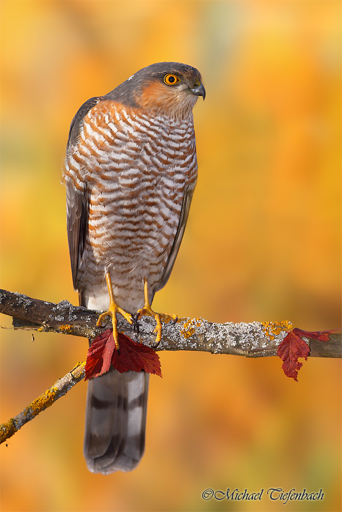 Sperbermännchen im Herbstwald