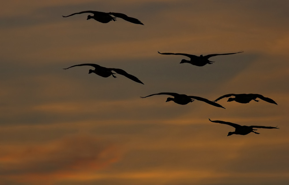 Der letzte Flug