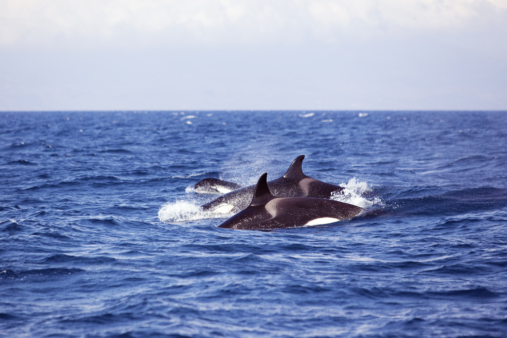 Orcas vor der Küste Maroccos