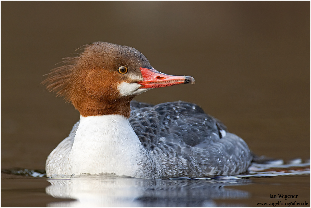 Gänsesäger (Mergus merganser)