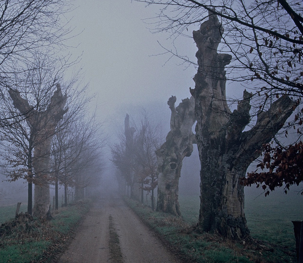 Alte Buchenallee im Nebel