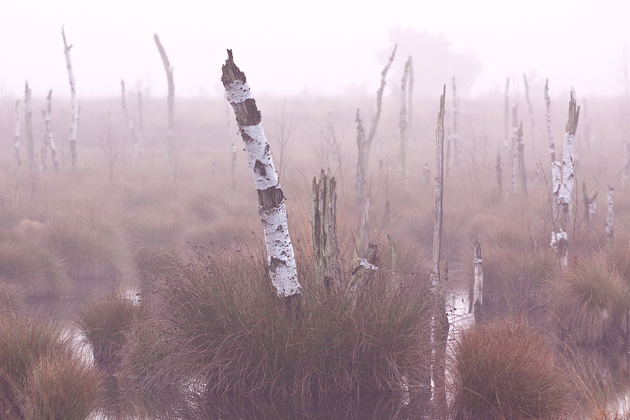 Herbstmorgen im Moor