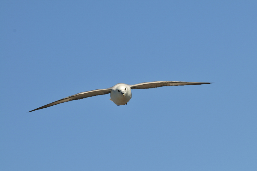 On the wing - Eissturmvogel