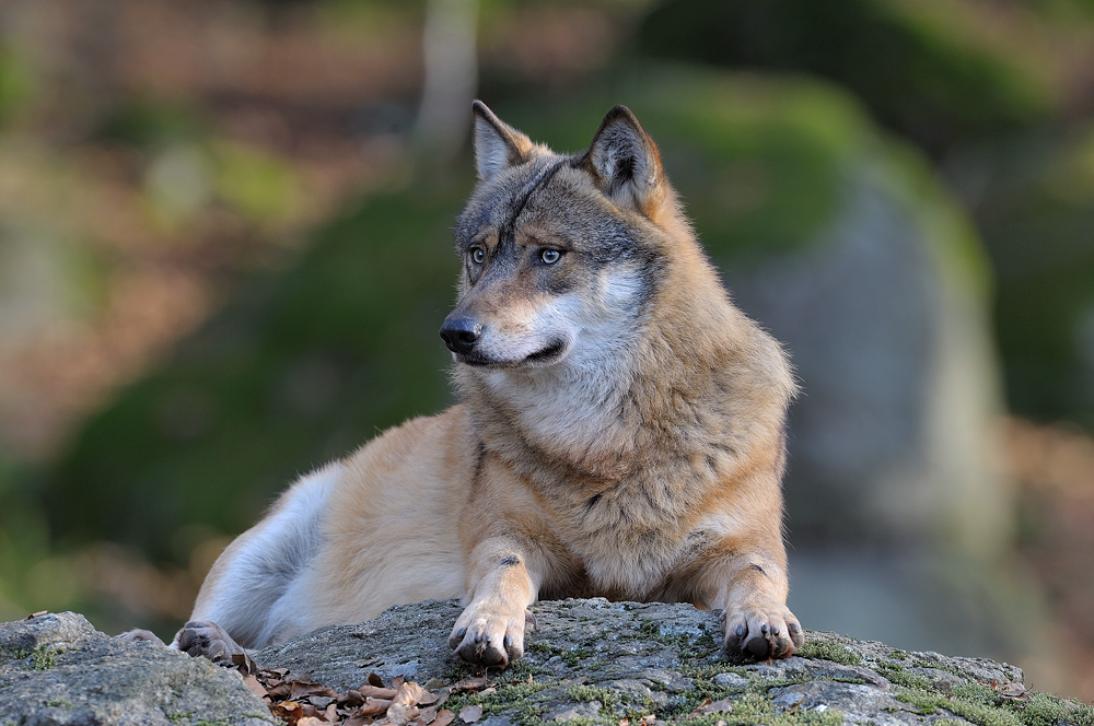 Europäischer Wolf ( Canis lupus) c