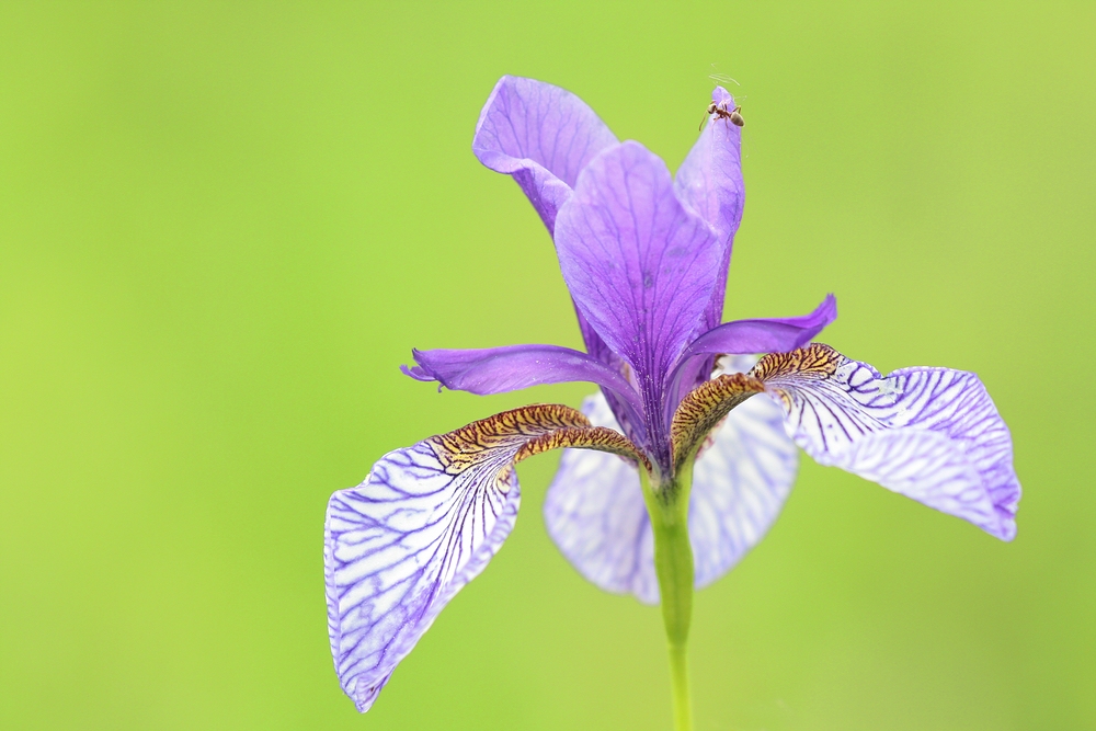 Blume des Jahres