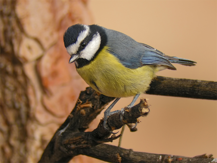 Afrikanische Blaumeise