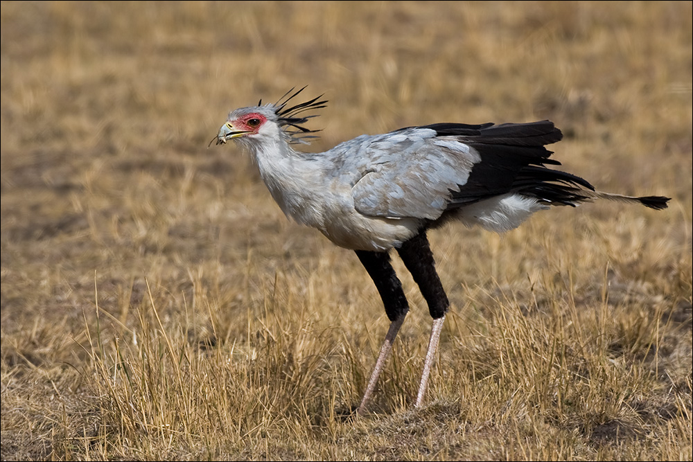 Der Sekretär (Forum für Naturfotografen)