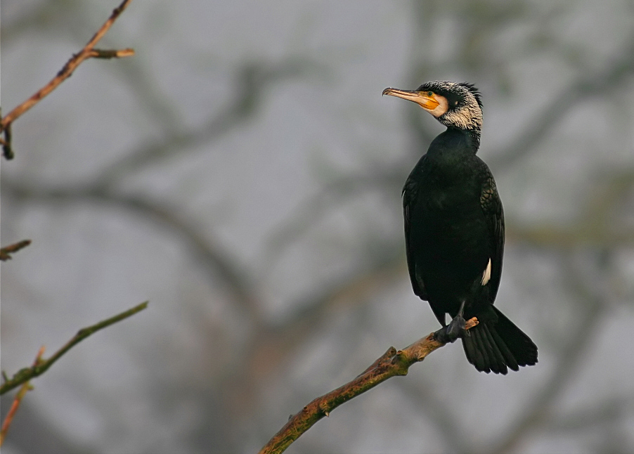 Vogel des Jahres 2010