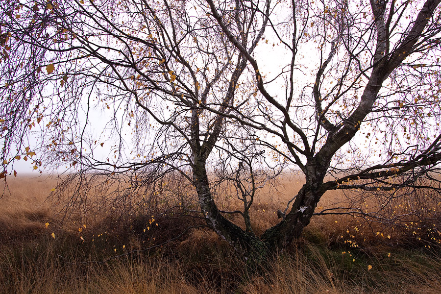 Moor-Birke (Betula pubescens)