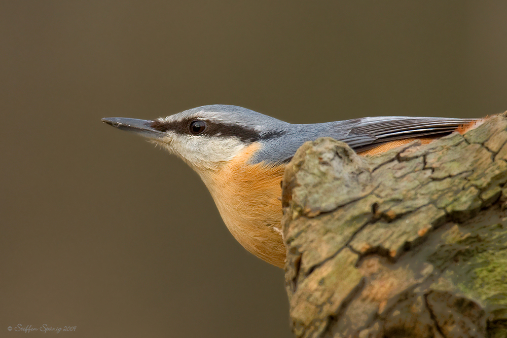 Kleiber (Sitta europaea)