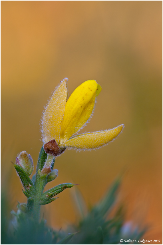 Blümchen photographieren...