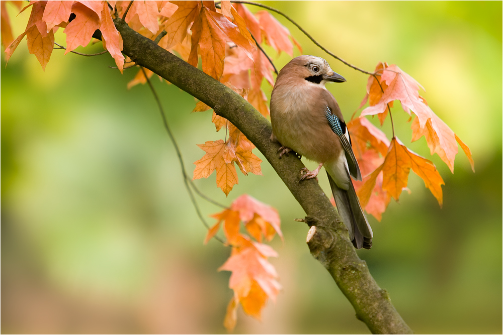 ~ Eichelhäher im Herbstlaub ~