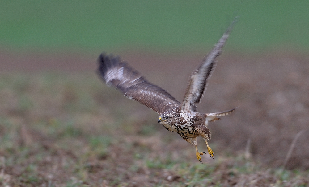 Mäusebussard