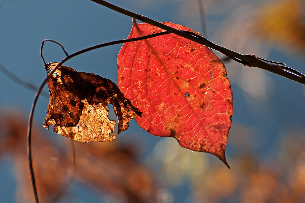 Novemberlicht