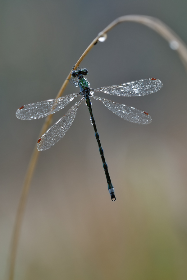 Lestes virens