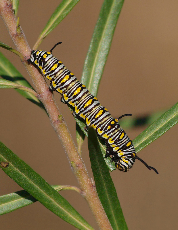 Raupe des 