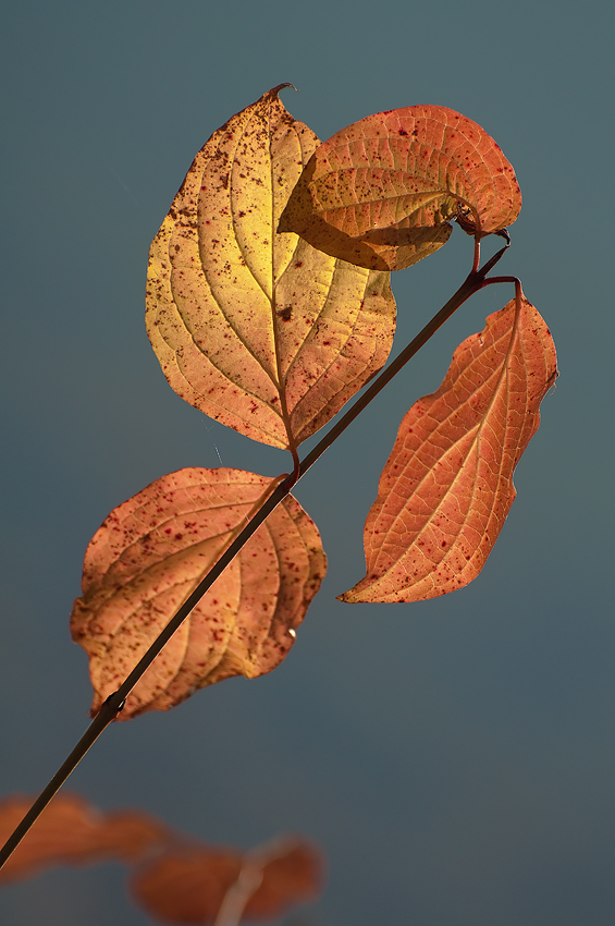 Novemberlicht II