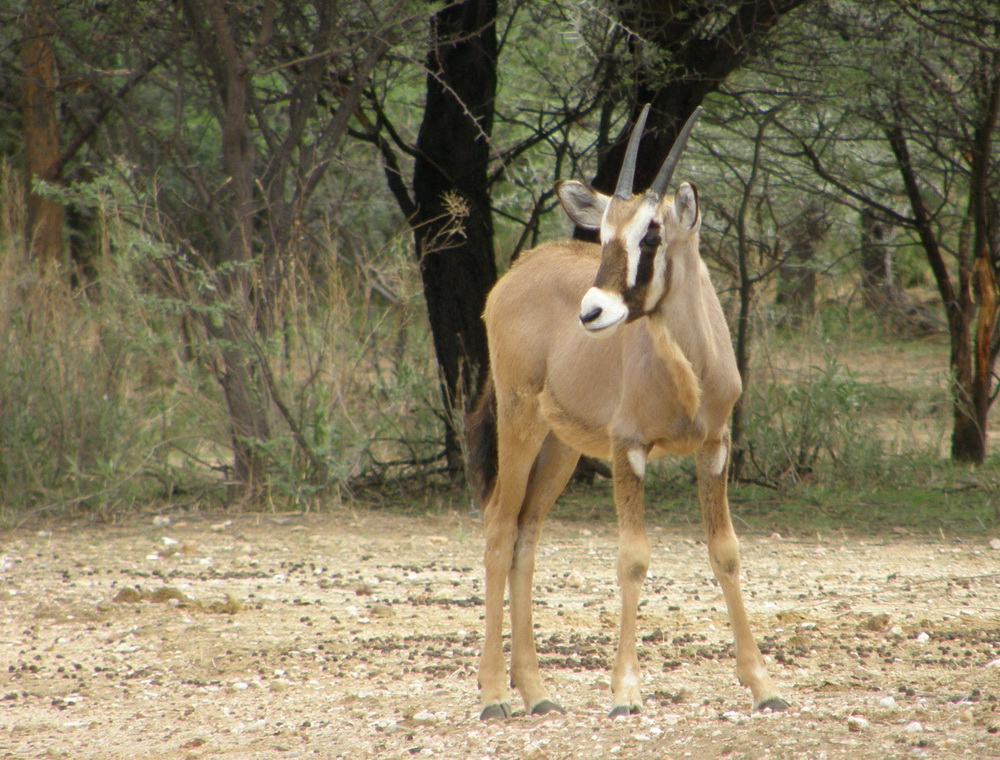 Oryx