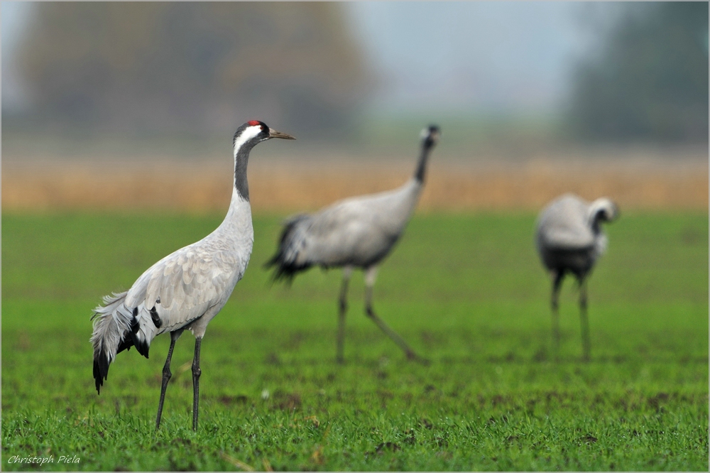 Kranich (Grus grus)