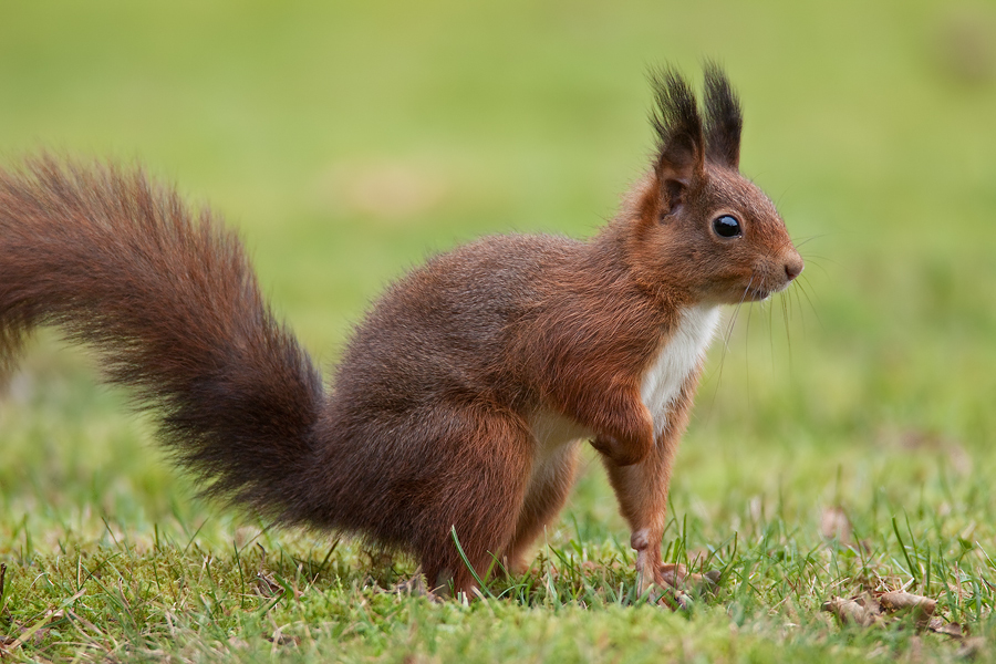 Eichhörnchen (Sciurus vulgaris)