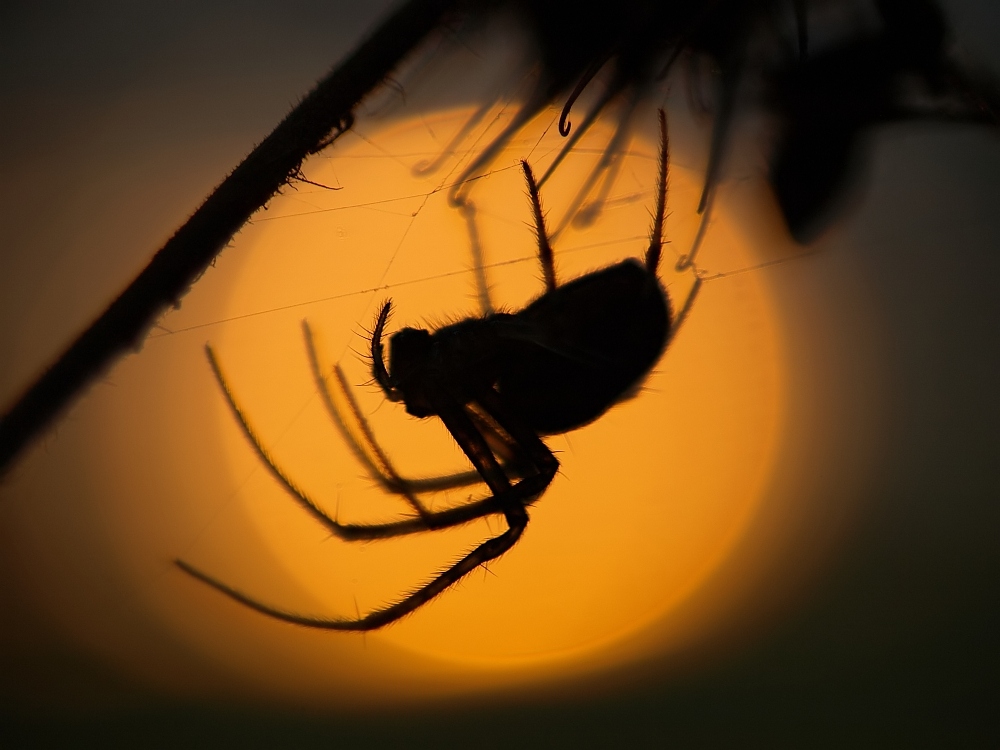 Spinne beim Sonnenuntergang