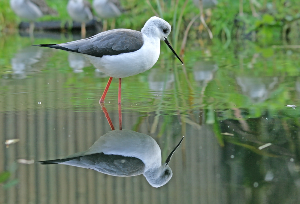 Stelzenläufer mit Spiegelbild