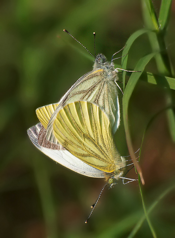 Grünaderweisslinge (Pieris napae) bei der Paarung