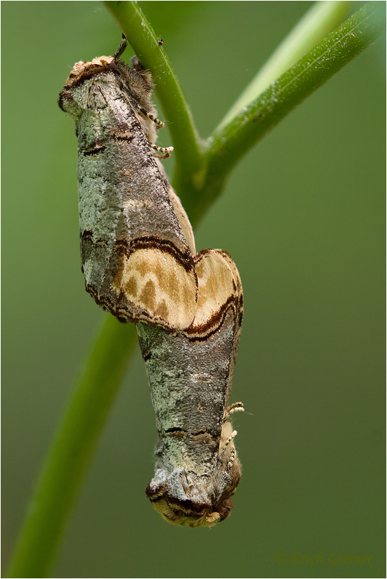 Mondvogel Mondvogel
