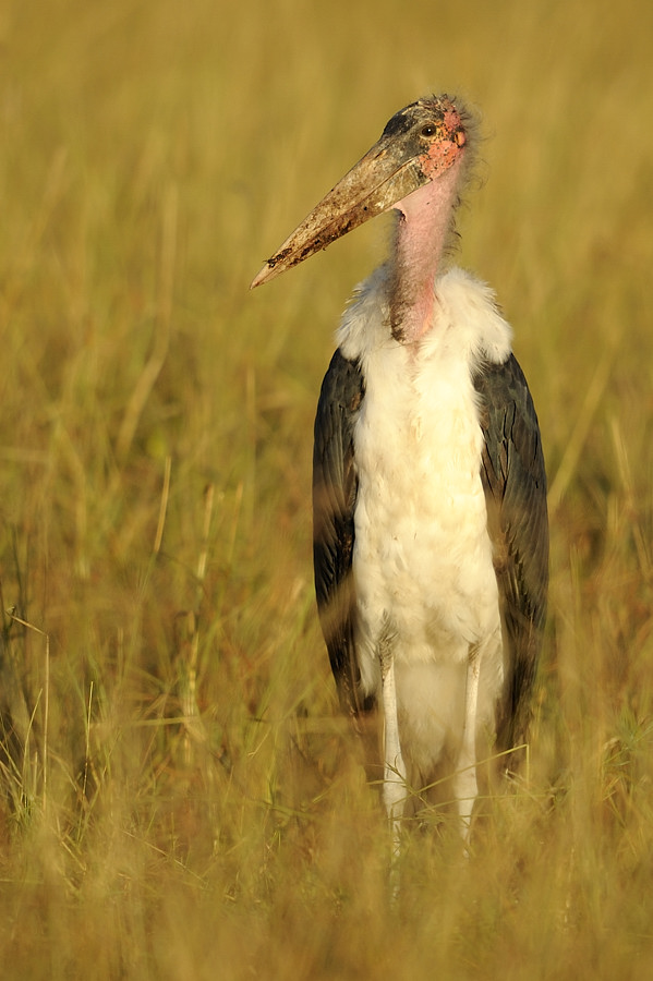 Marabu im Abendlicht