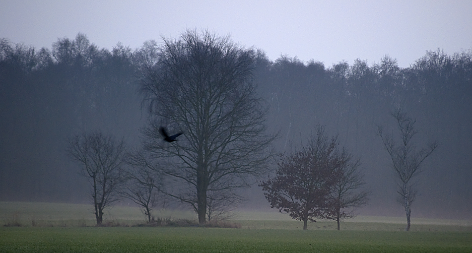 Bäume im Nebel