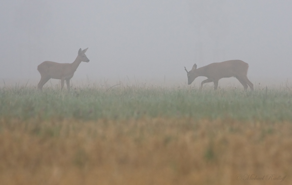~Treiben im Nebel~