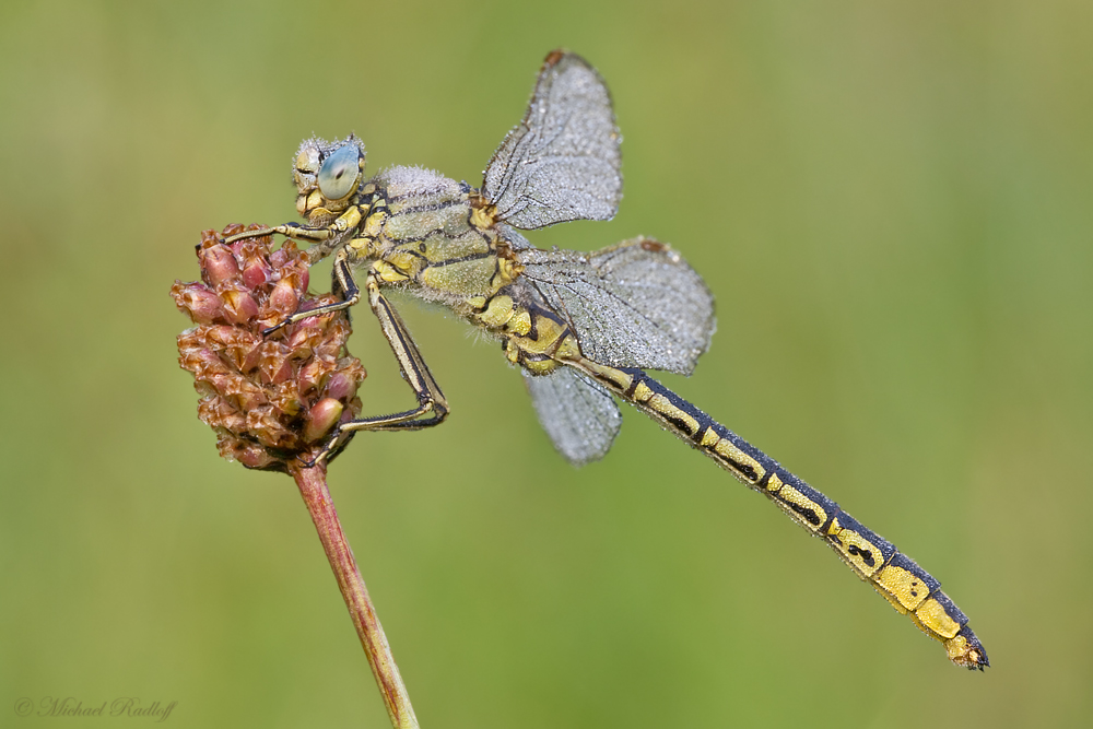 ~Gomphus pulchellus~