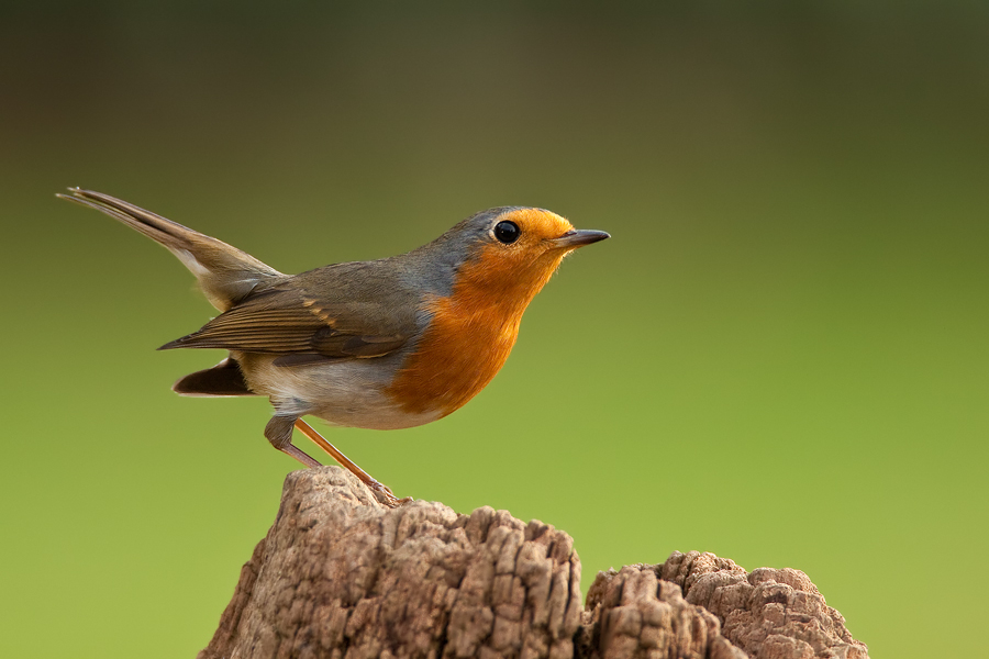 Rotkehlchen (Erithacus rubecula)